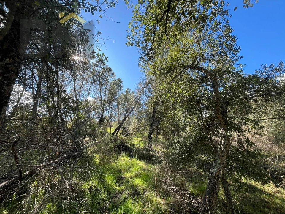 Terreno Agricola ou Rústico para Venda em Salgueiro do Campo Foto 13