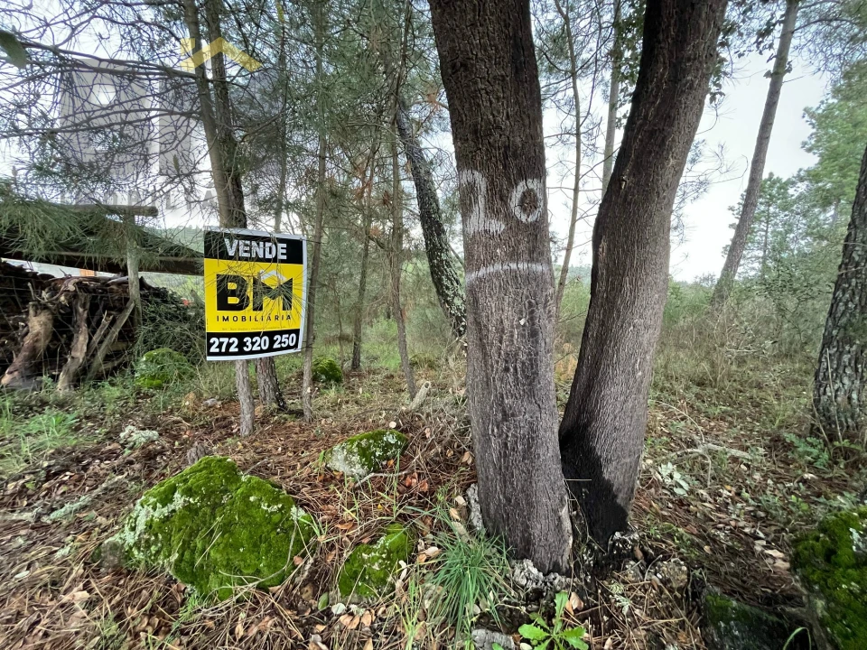 Terreno Agricola ou Rústico para Venda em Salgueiro do Campo Foto 3