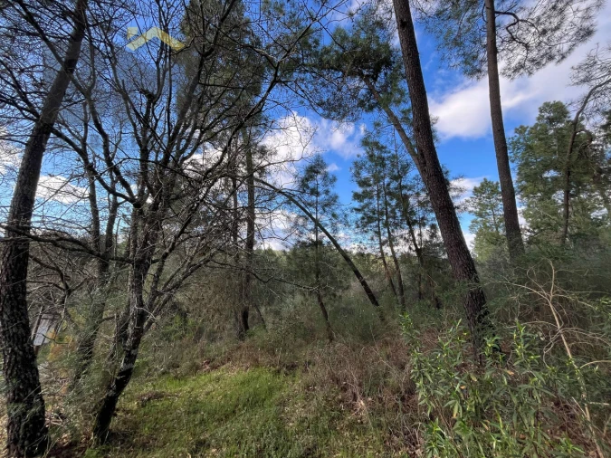 Terreno Agricola ou Rústico para Venda em Salgueiro do Campo Foto 9