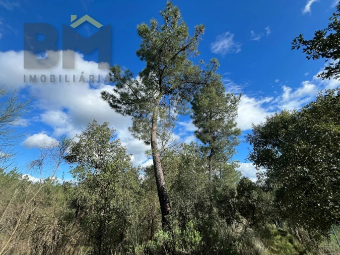 Terreno Agricola ou Rústico para Venda em Salgueiro do Campo Foto 10