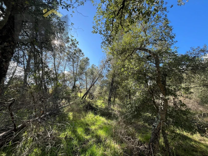 Terreno Agricola ou Rústico para Venda em Salgueiro do Campo Foto 13