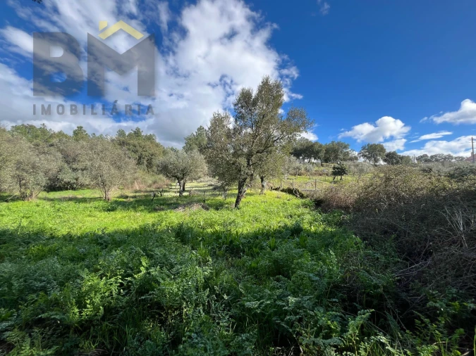 Terreno Agricola ou Rústico para Venda em Salgueiro do Campo Foto 6
