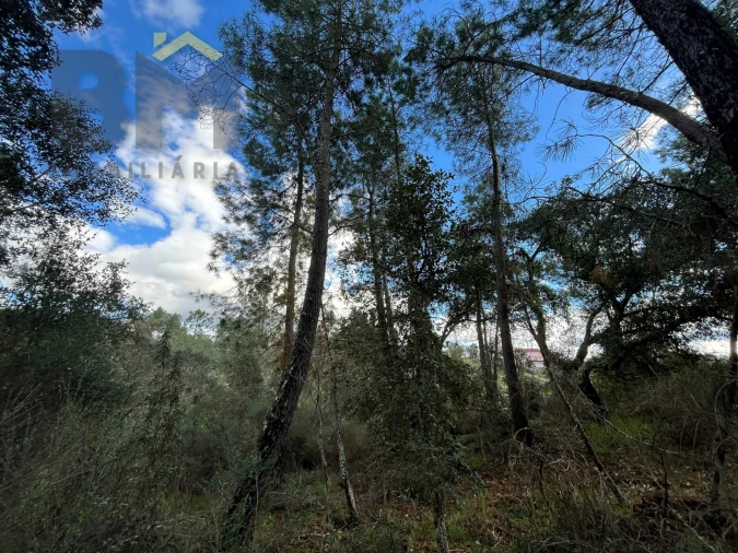 Terreno Agricola ou Rústico para Venda em Salgueiro do Campo Foto 11