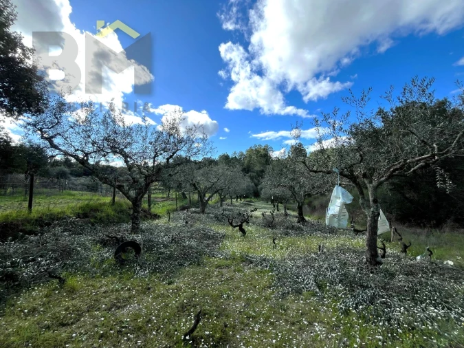 Terreno Agricola ou Rústico para Venda em Salgueiro do Campo Foto 7