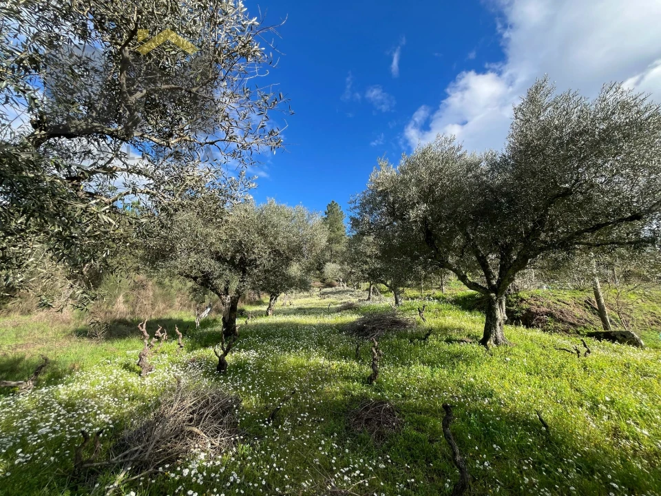 Terreno Agricola ou Rústico para Venda em Salgueiro do Campo Foto 4