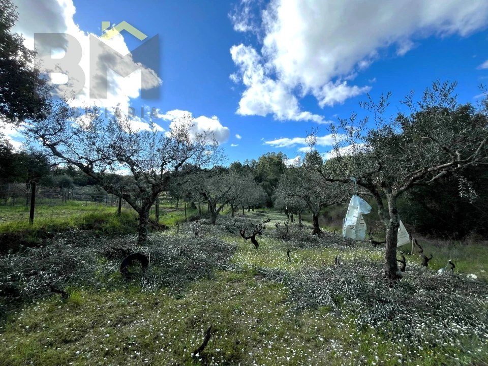 Terreno Agricola ou Rústico para Venda em Salgueiro do Campo Foto 7