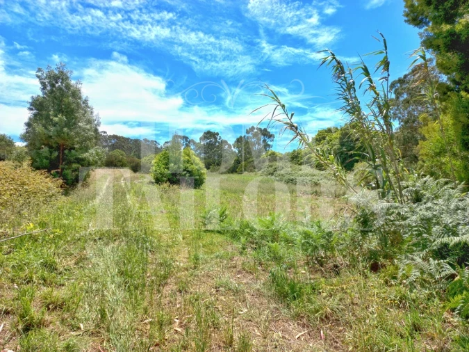 Terreno Agricola ou Rústico para Venda em Colares Foto 3