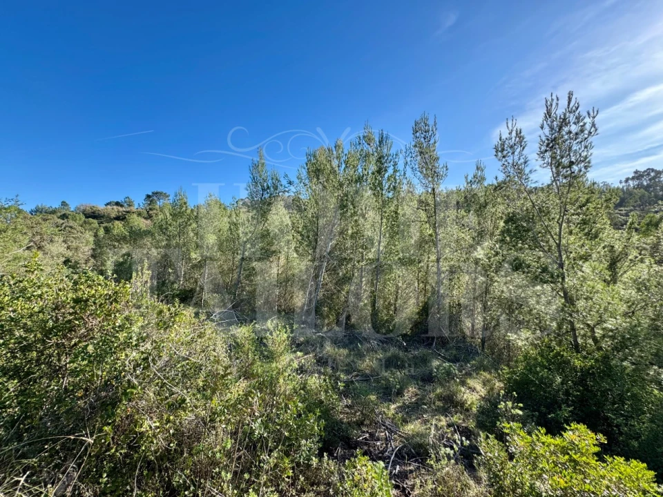Terreno Agricola ou Rústico para Venda em Mafra Foto 11