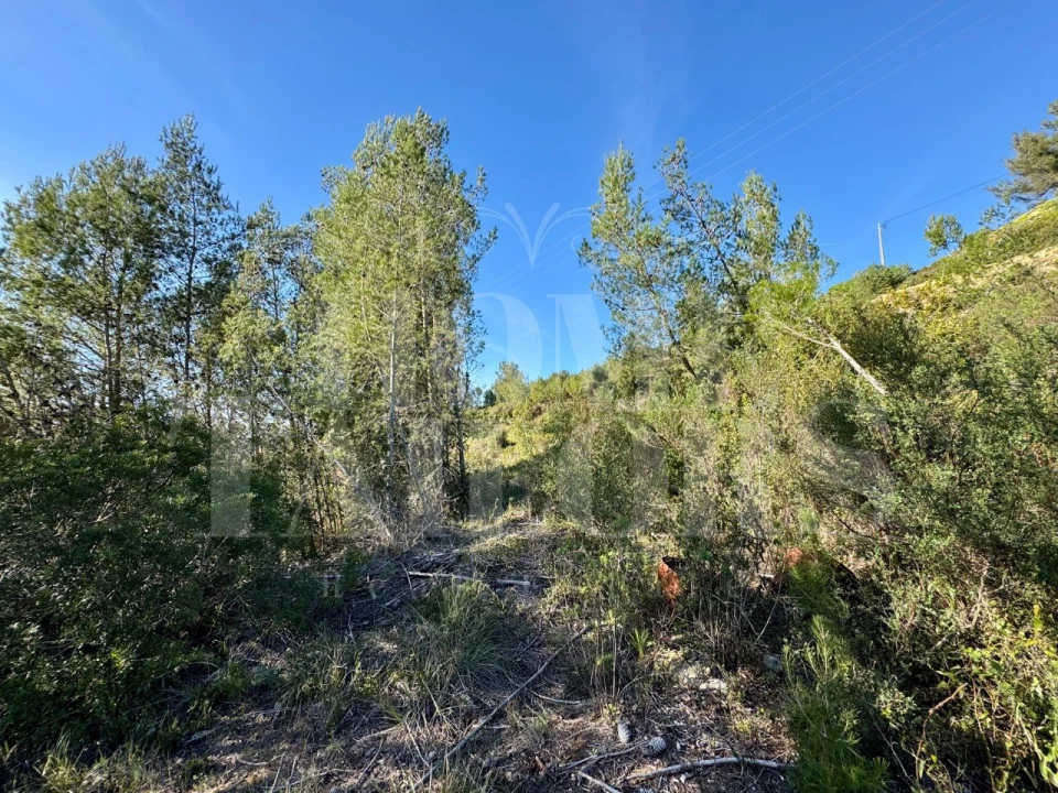 Terreno Agricola ou Rústico para Venda em Mafra Foto 12