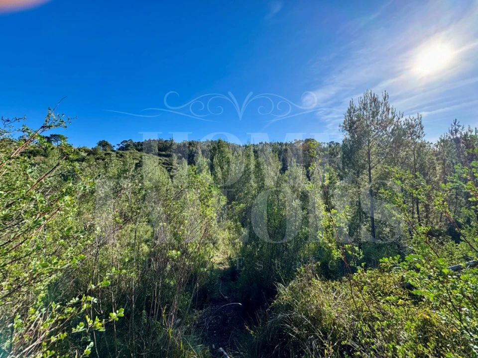 Terreno Agricola ou Rústico para Venda em Mafra Foto 13