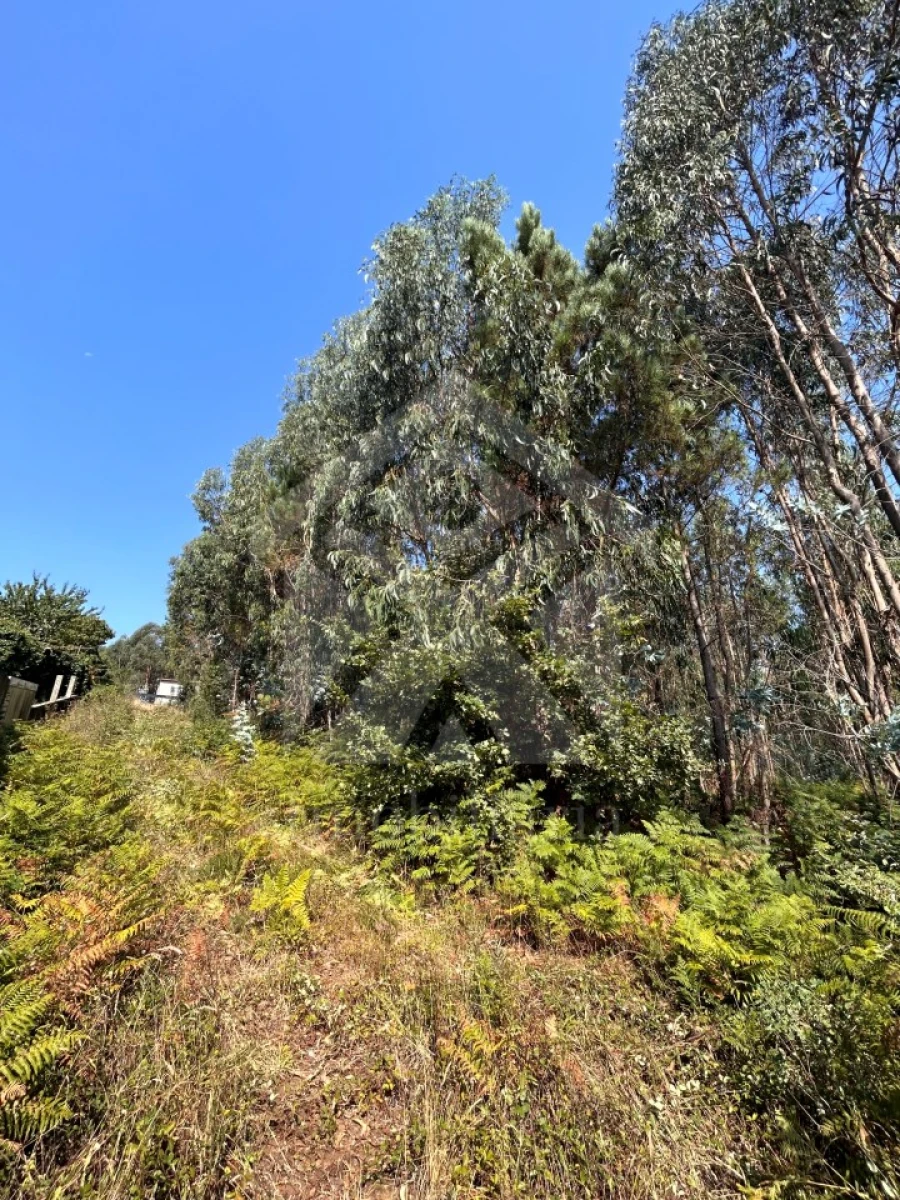 Terreno para Venda em Alvarelhos e Guidões Foto 2