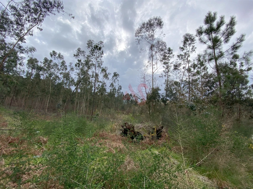 Terreno Agricola ou Rústico para Venda em Lustosa e Barrosas (Santo Estêvão) Foto 6
