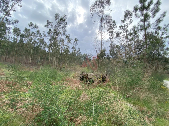 Terreno Agricola ou Rústico para Venda em Lustosa e Barrosas (Santo Estêvão) Foto 4