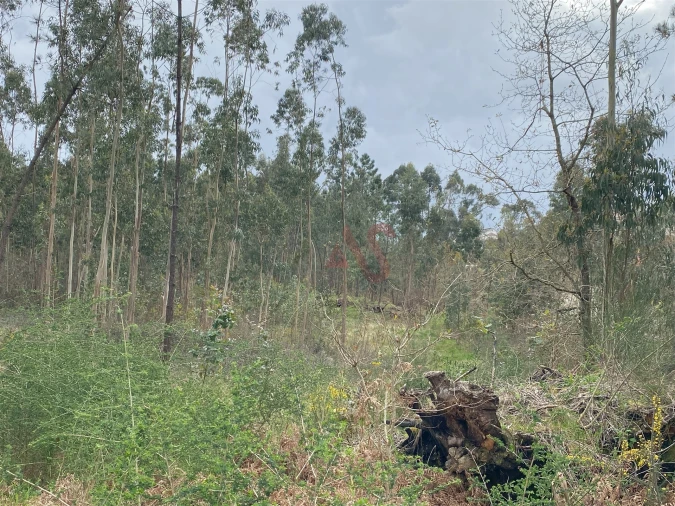 Terreno Agricola ou Rústico para Venda em Lustosa e Barrosas (Santo Estêvão) Foto 5