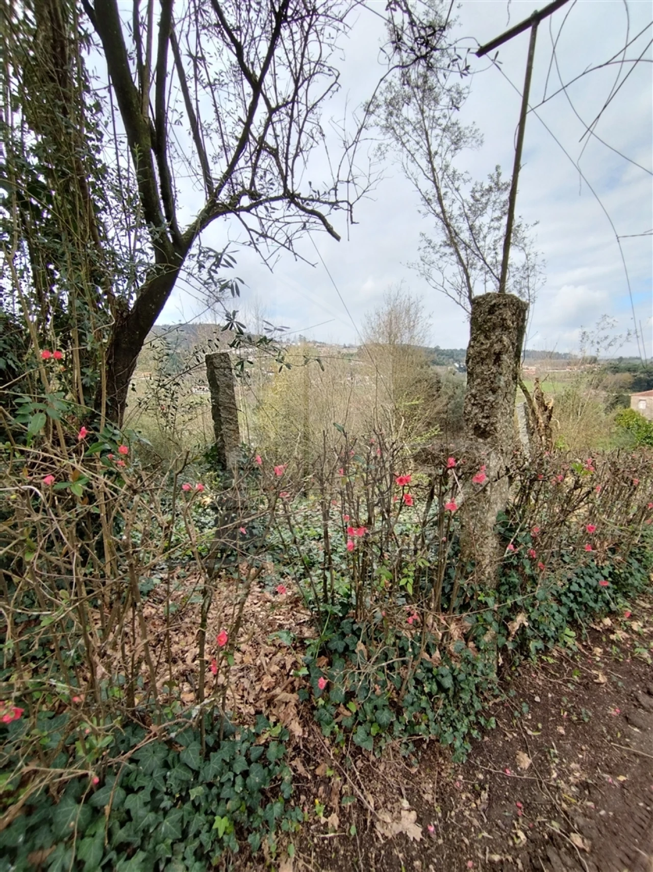 Quinta T0 para Venda em Ferreiros e Gondizalves Foto 7