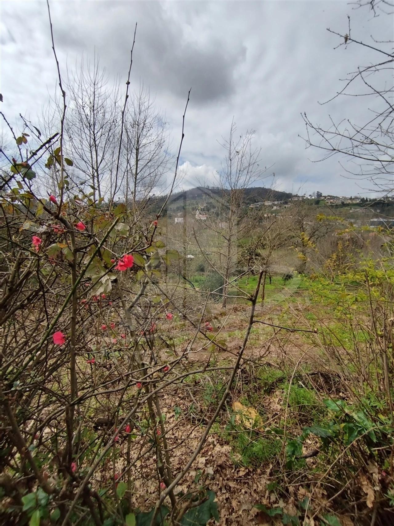 Quinta T0 para Venda em Ferreiros e Gondizalves Foto 10