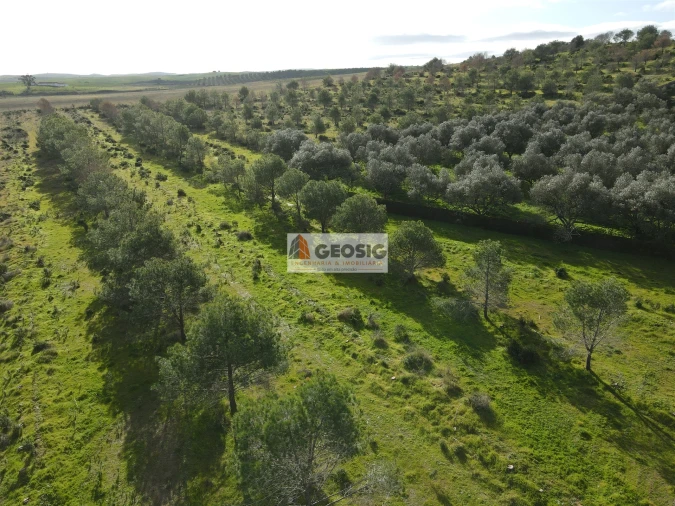 Quinta T2 para Venda em Santa Cruz Foto 33