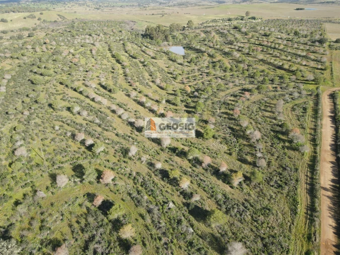 Quinta T2 para Venda em Santa Cruz Foto 38