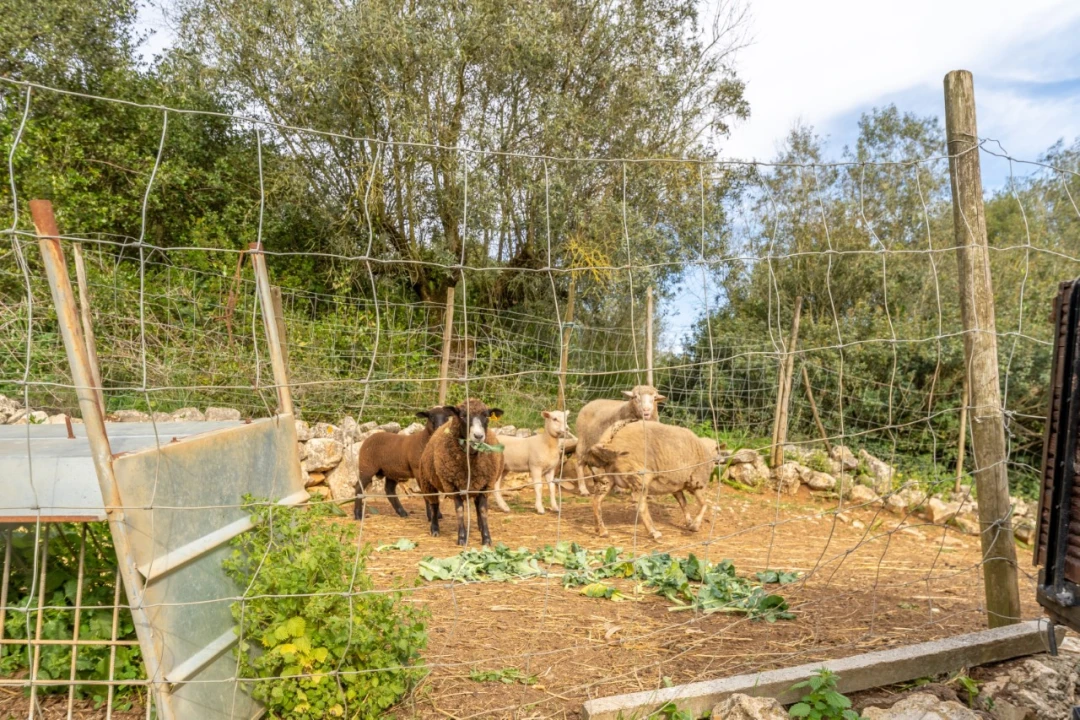 Moradia T4 para Venda em Aljubarrota Foto 29