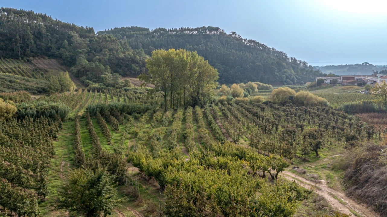 Terreno Agricola ou Rústico para Venda em Vimeiro Foto 2