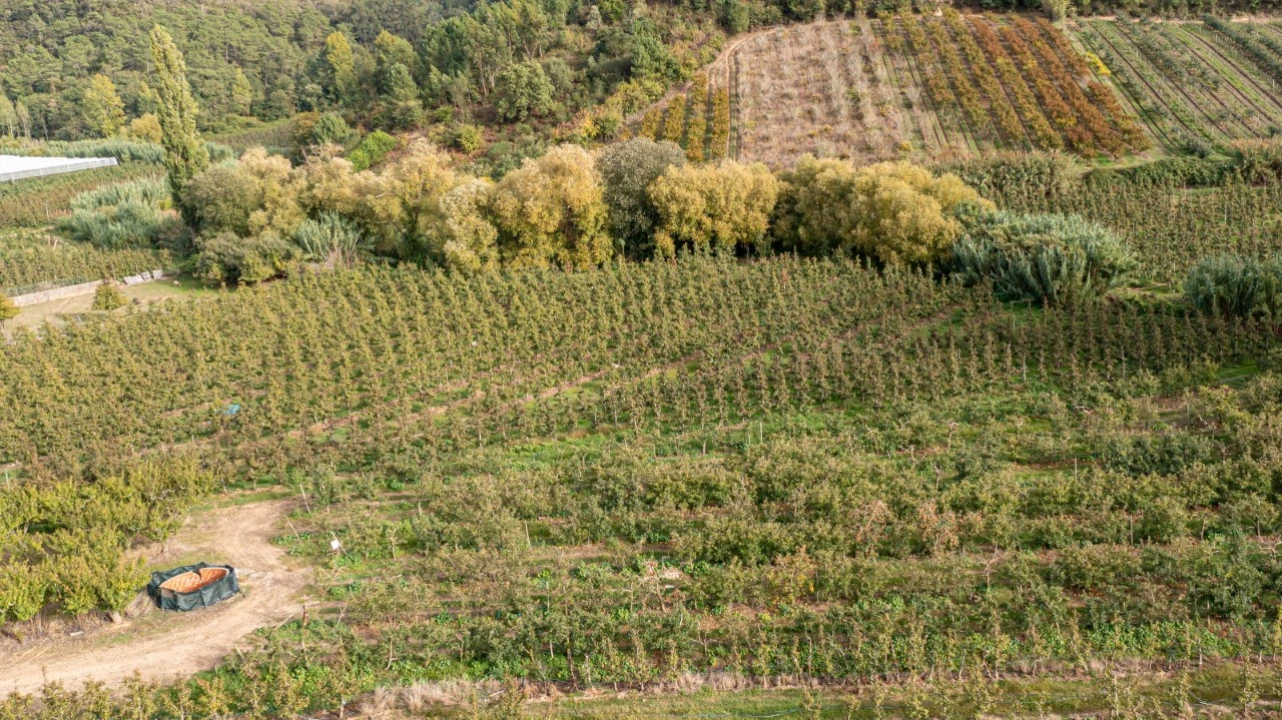 Terreno Agricola ou Rústico para Venda em Vimeiro Foto 4