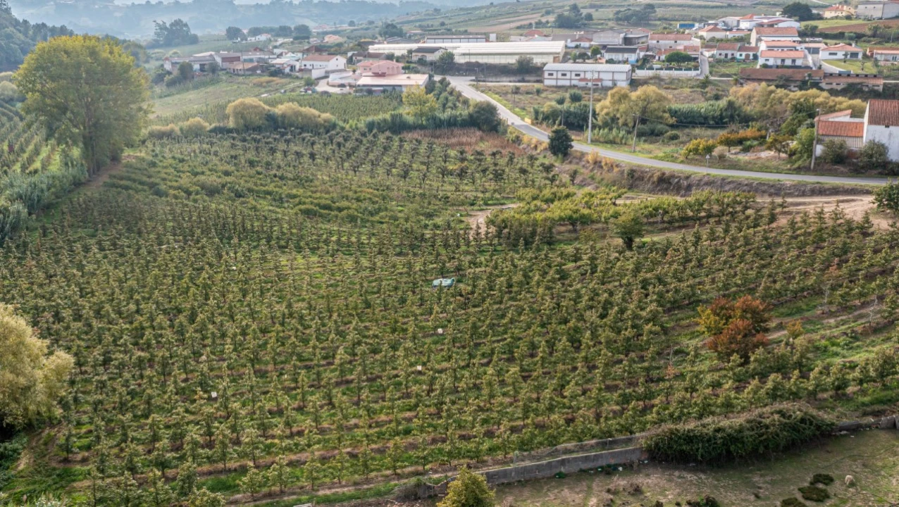 Terreno Agricola ou Rústico para Venda em Vimeiro Foto 8