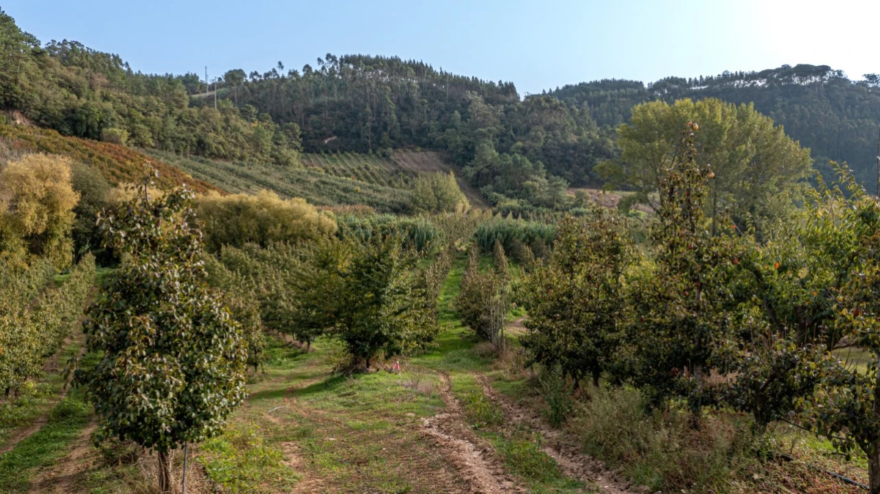 Terreno Agricola ou Rústico para Venda em Vimeiro Foto 11