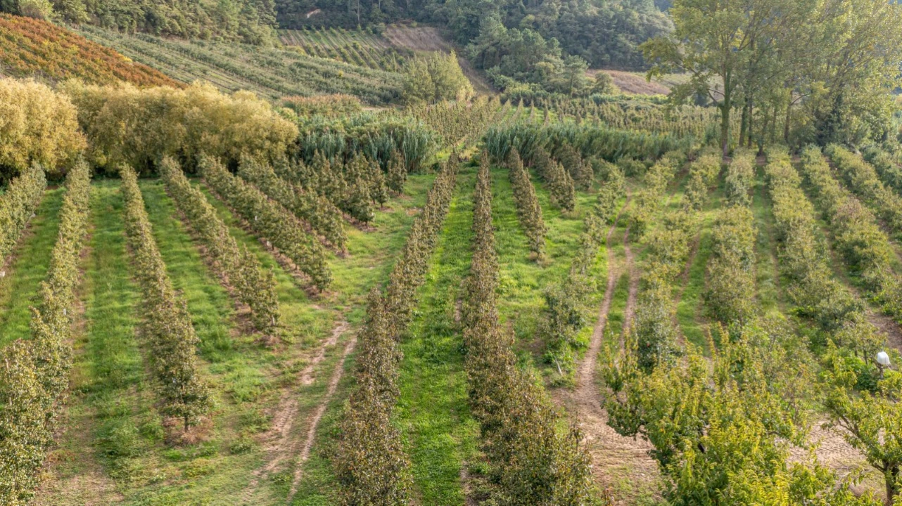 Terreno Agricola ou Rústico para Venda em Vimeiro Foto 12