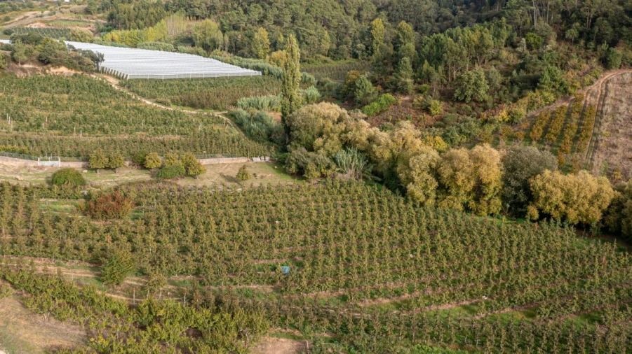 Terreno Agricola ou Rústico para Venda em Vimeiro Foto 5