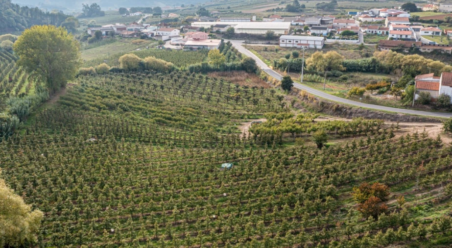 Terreno Agricola ou Rústico para Venda em Vimeiro Foto 7