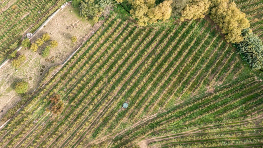 Terreno Agricola ou Rústico para Venda em Vimeiro Foto 9