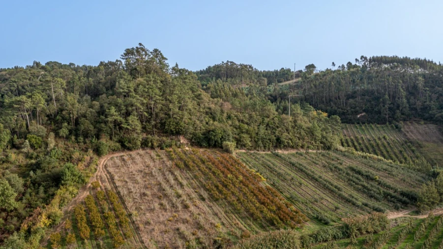 Terreno Agricola ou Rústico para Venda em Vimeiro Foto 10