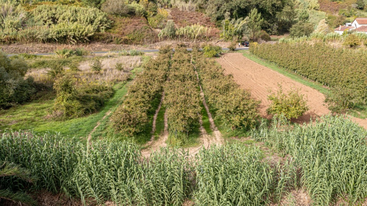 Terreno Agricola ou Rústico para Venda em Vimeiro Foto 1