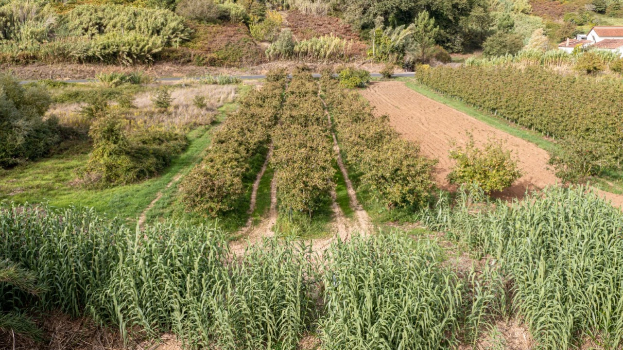 Terreno Agricola ou Rústico para Venda em Vimeiro Foto 2