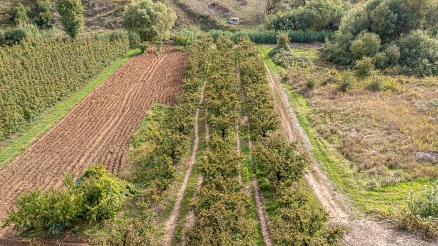 Terreno Agricola ou Rústico para Venda em Vimeiro Foto 3