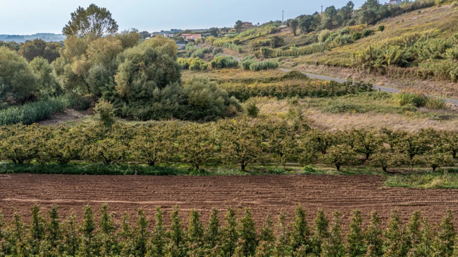 Terreno Agricola ou Rústico para Venda em Vimeiro Foto 4