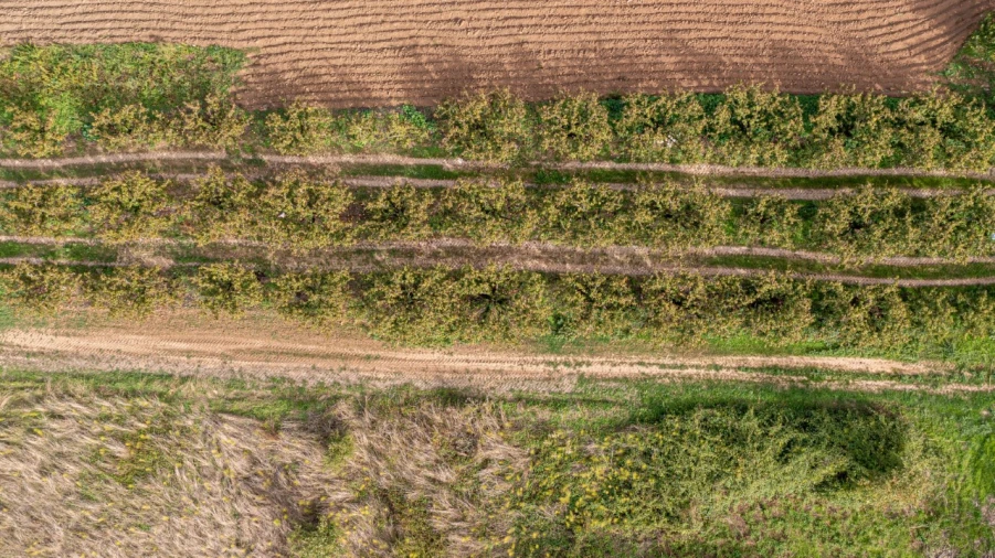 Terreno Agricola ou Rústico para Venda em Vimeiro Foto 5