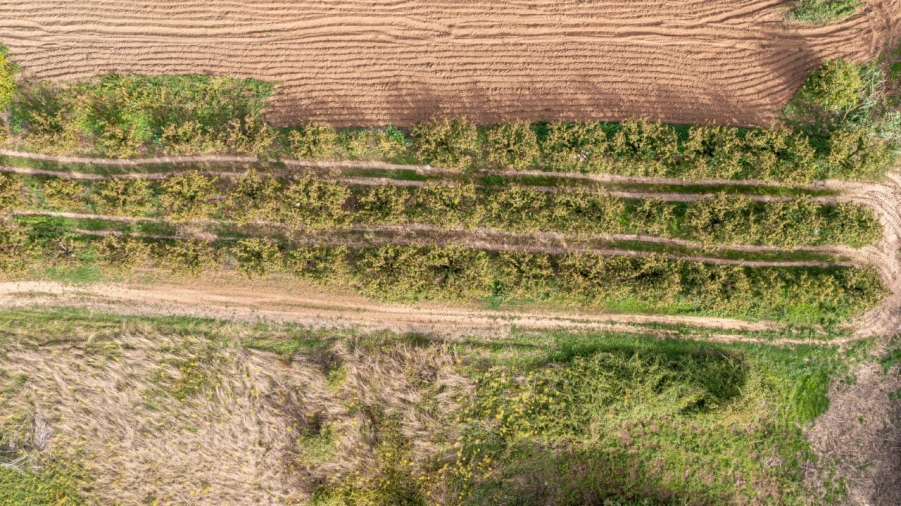 Terreno Agricola ou Rústico para Venda em Vimeiro Foto 7