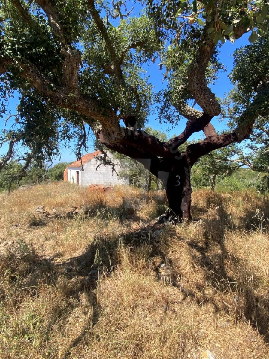 Quinta para Venda em São Francisco da Serra Foto 9
