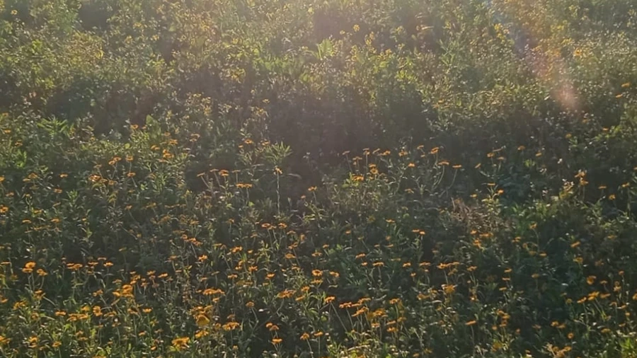 Terreno para Venda em Guilhabreu