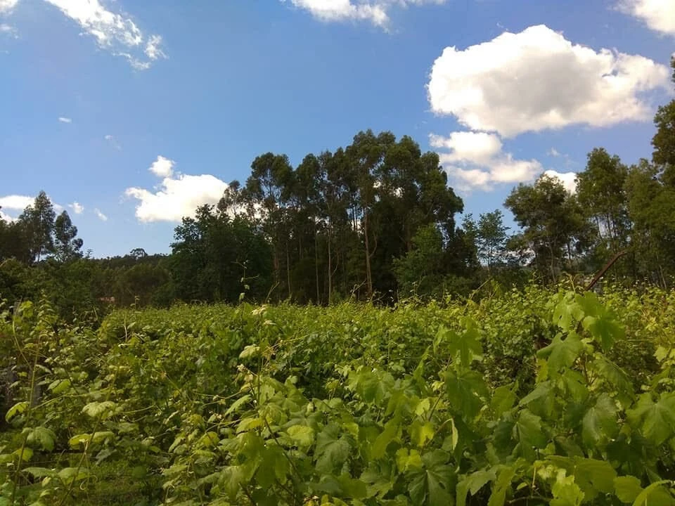 Moradia T5 para Venda em Santo Emilião Foto 14