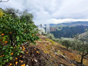 Terreno para Venda em Folhadela