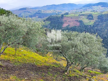 Terreno para Venda em Folhadela