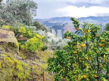 Terreno para Venda em Folhadela
