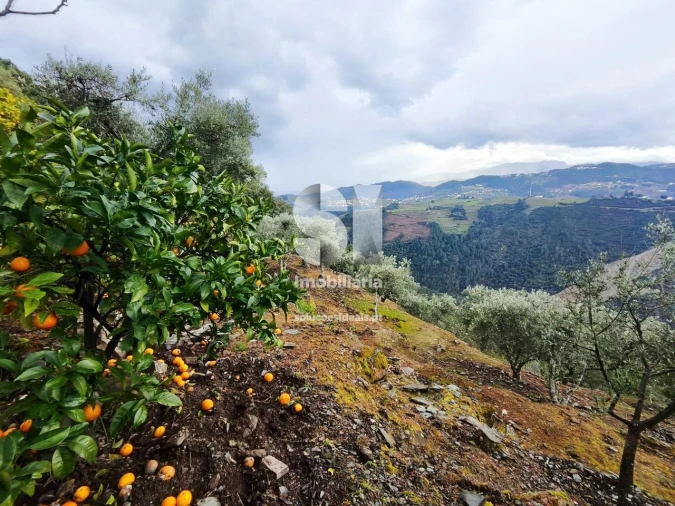 Terreno para Venda em Folhadela Foto 6