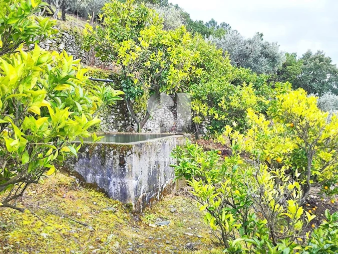 Terreno para Venda em Folhadela Foto 8