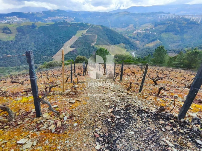 Terreno para Venda em Folhadela Foto 3