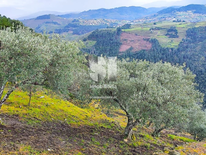 Terreno para Venda em Folhadela Foto 12