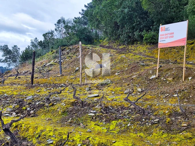 Terreno para Venda em Folhadela Foto 13