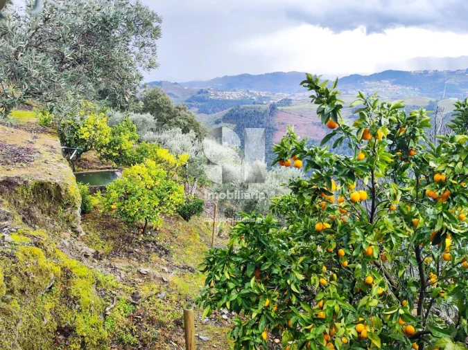 Terreno para Venda em Folhadela Foto 14